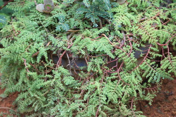 green moss on the wall