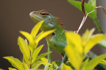 chameleon on a branch
