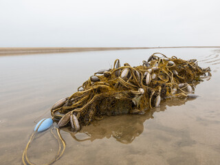 Seaweed and shellfish collected in an old rope along the coastline at low tide