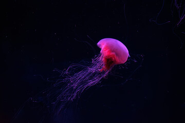 Fluorescent jellyfish swimming underwater aquarium pool with red neon light. The Lion's mane,...
