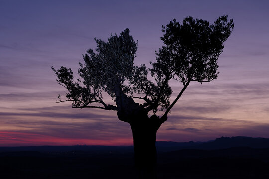 Olive tree silhouette at sunset in summer with a purple sky - Powered by Adobe