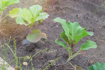 Cabbage seedlings are planted in village garden. Growing vegetables in farm garden. Sunny day.
