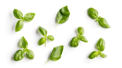 Fresh basil herb from the Mediterranean: set of six leaves, twigs, and tips isolated on white with natural shadows, top-down view