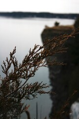 plants in focus with cliff in background