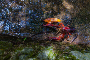 A vibrant red crayfish clings to a mossy rock in a shallow stream, its claws raised defensively
