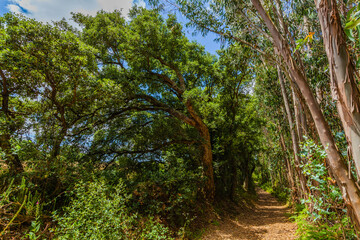 A sun-dappled path winds through a lush, green forest, inviting exploration