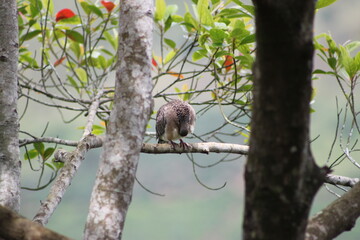 squirrel on tree