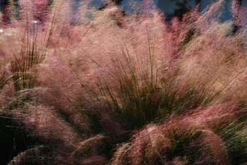 Beautiful pink Muhlenbergia capillaris grass under sun light	
