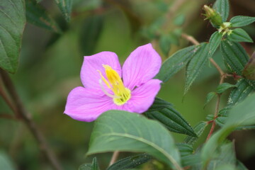 pink and yellow flowers