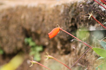 flowers in field