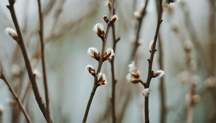 Close-up display of spring branches and catkins