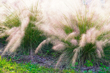 Beautiful pink Muhlenbergia capillaris grass under sun light	

