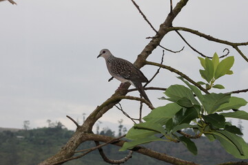 red billed hornbill in tree