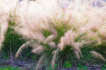Beautiful pink Muhlenbergia capillaris grass under sun light	
