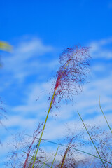 Beautiful pink Muhlenbergia capillaris grass under sun light	
