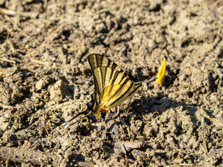 July Scarce swallowtail, Iphiclides podalirius butterfly in the thick mud of a riverbank in North Bulgaria