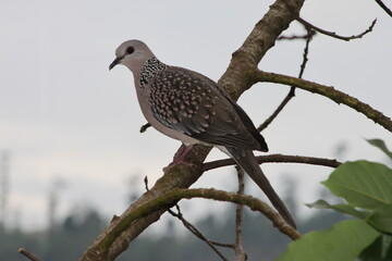 bird on a branch
