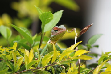 red eyed tree frog