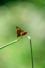butterfly on leaf