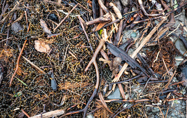 Close up seaweed and driftwood sticks background texture details