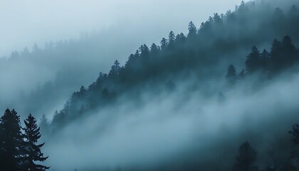 Mystic beauty of nature with misty pine trees.