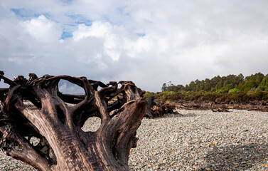 Driftwood on a sandy beach in west coast new zealand