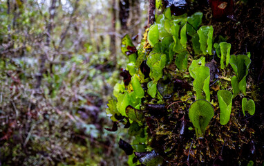 Lush new zealand west coast forest bush jungle wild plants 