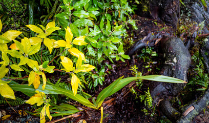 Lush new zealand west coast forest bush jungle wild plants 