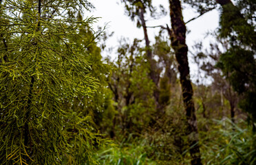 Lush new zealand west coast forest bush jungle wild plants 