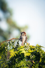 Sparrow on a tree