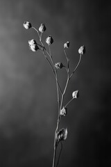 Delicate dry flower stem with closed buds, beautifully arranged against a soft black and white background, showcasing nature's elegance and simplicity.
