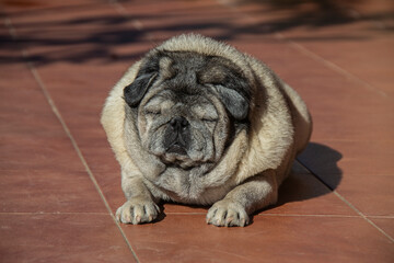 Chubby old pug resting in the sunshine