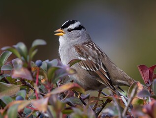 White-throated Sparrow in the bush close-up