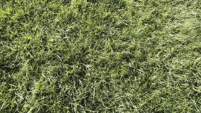 Grass texture - an aerial view of a large patch of some freshly cut, healthy, green grass. Image is ready to be tiled to create a much larger seamless texture or higher resolution background pattern.
