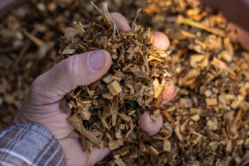 Hand of a white man holding a handful of crushed leaves and twigs. Mulching, mulch, organic fertiliser.