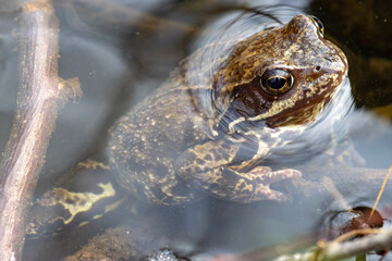 frog in the water