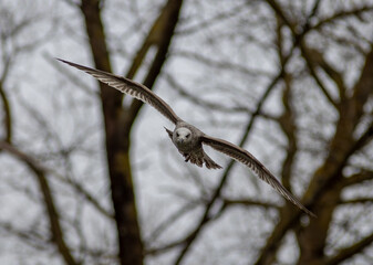 gull in flight