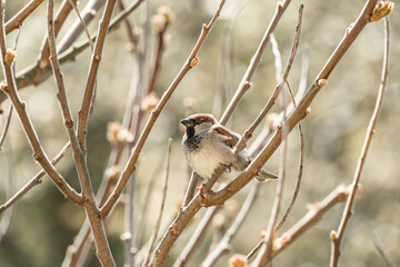 House sparrow 