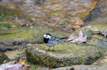 bird in water