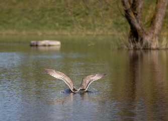 gulls on the lake