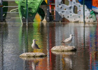 gulls on the lake