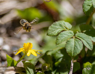 bee on flower