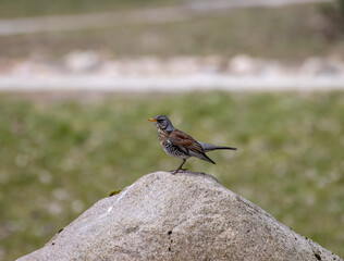 robin on a rock