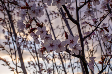 sakura trees