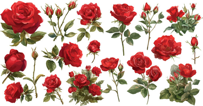 red rose watercolor clipart
