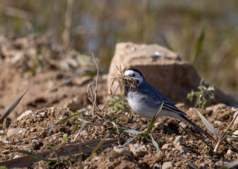 blue jay bird