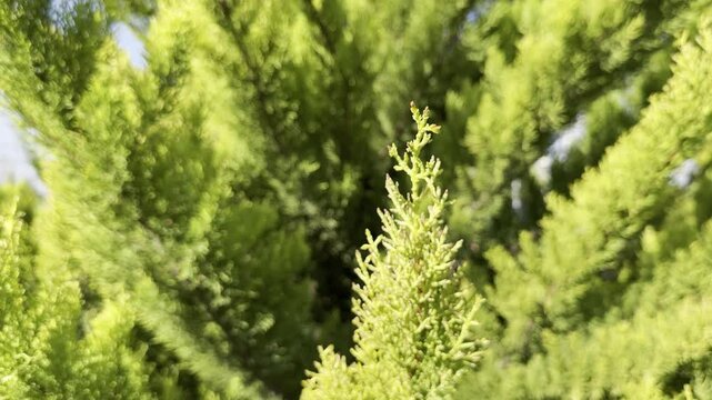 Hesperocyparis macrocarpa 'Goldcrest'. Lemon Cypress or 'Gold Crest' is a cultivar of the Monterey Cypress, Cupressus macrocarpa, with a narrow, columnar habit and needled, bright yellow foliage.
