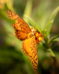 Mariposa sobre flores 03