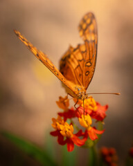 Mariposa sobre flores 02