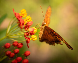 Mariposa sobre flores 01